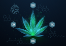 Full-Spectrum CBD In Depth