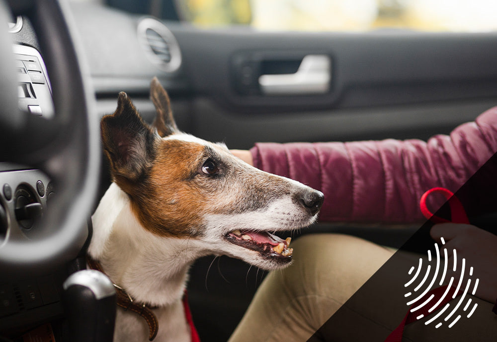 Smooth Ride: 7 Tips For Traveling By Car With Your Pet